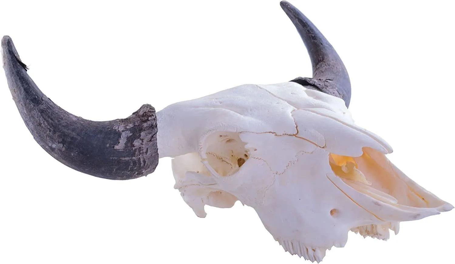 Bison Skull Mounts