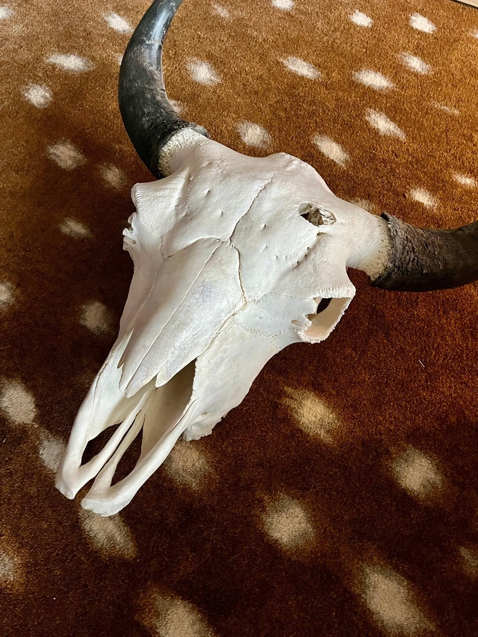 Bison Skull Mounts