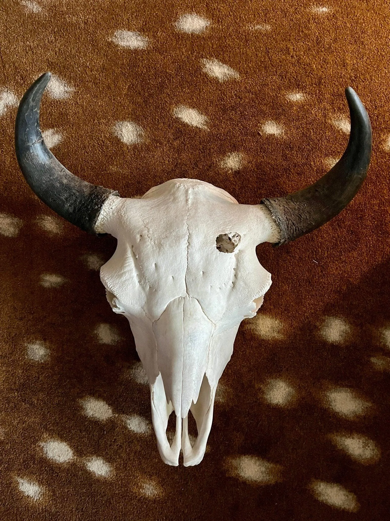 Bison Skull Mounts