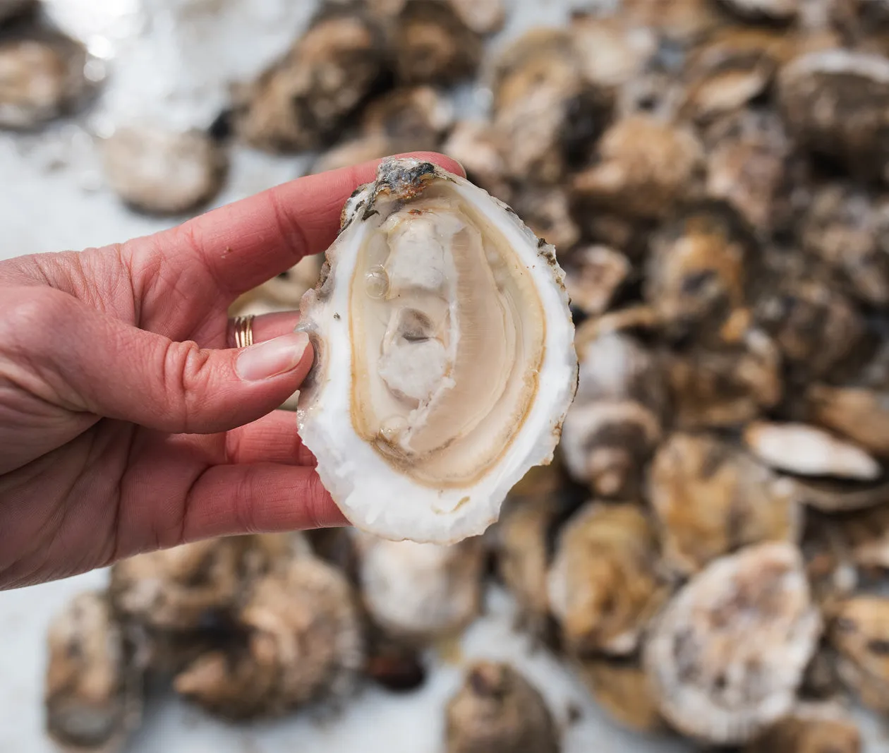 Snow Island Oysters from Quahog Bay, Harpswell, ME